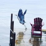 Amazing blue heron on Lake George! (: @beckbederian)⠀ ⠀ #lakegeorge #lakegeorgeny #lakelife #lake #instadaily… - Nate Galimore Fishing - george