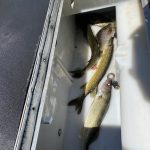 Saratoga Lake Fishing Report: 06/04/2022 at 01:17 pm - Nate Galimore Fishing - Saratoga Lake -
